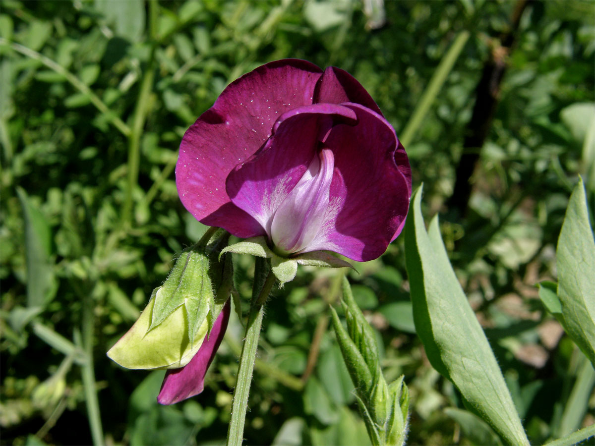 Hrachor vonný (Lathyrus odoratus L.)