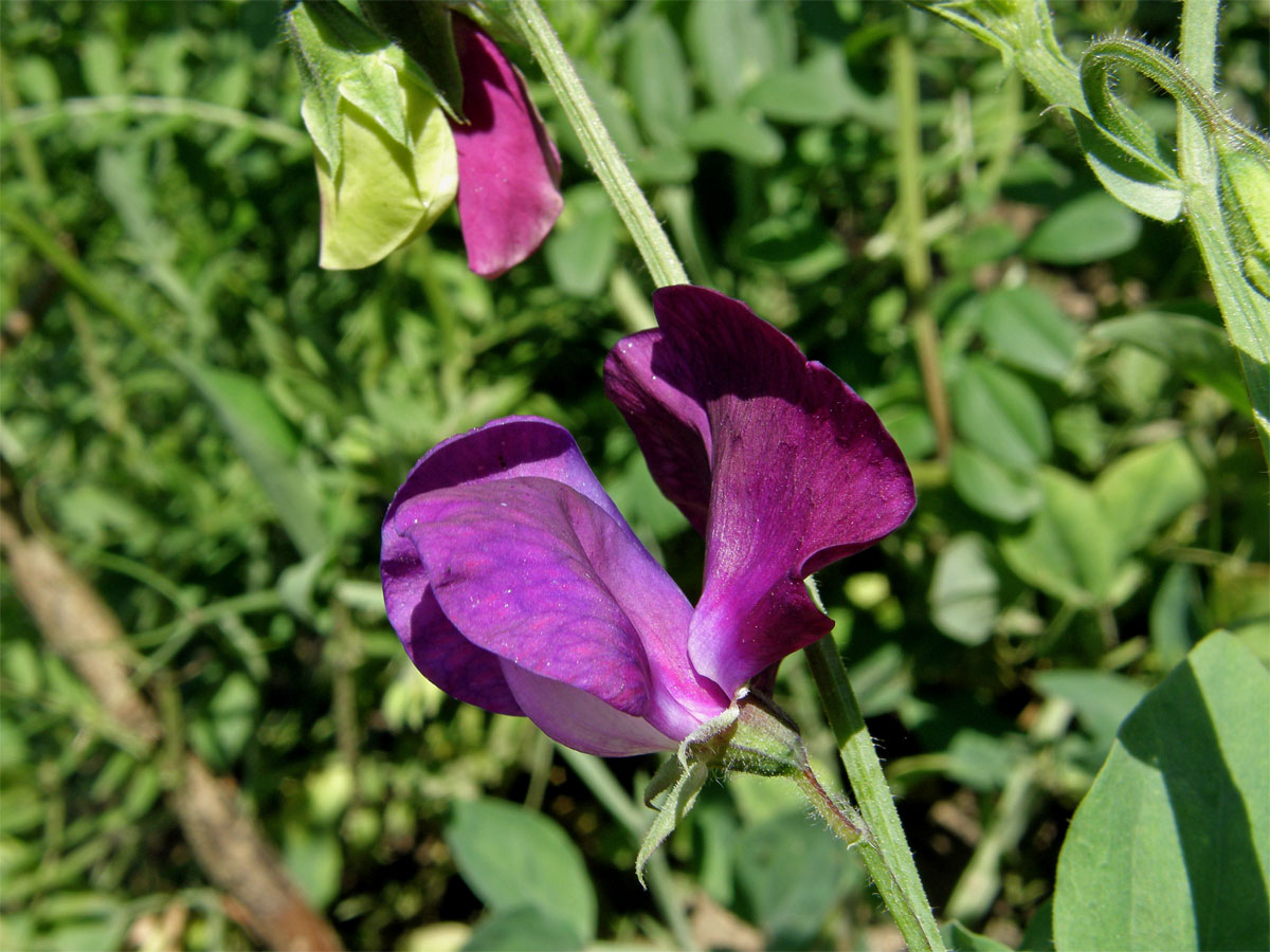 Hrachor vonný (Lathyrus odoratus L.)