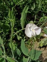 Hrachor vonný (Lathyrus odoratus L.)