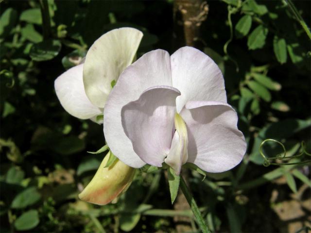 Hrachor vonný (Lathyrus odoratus L.)