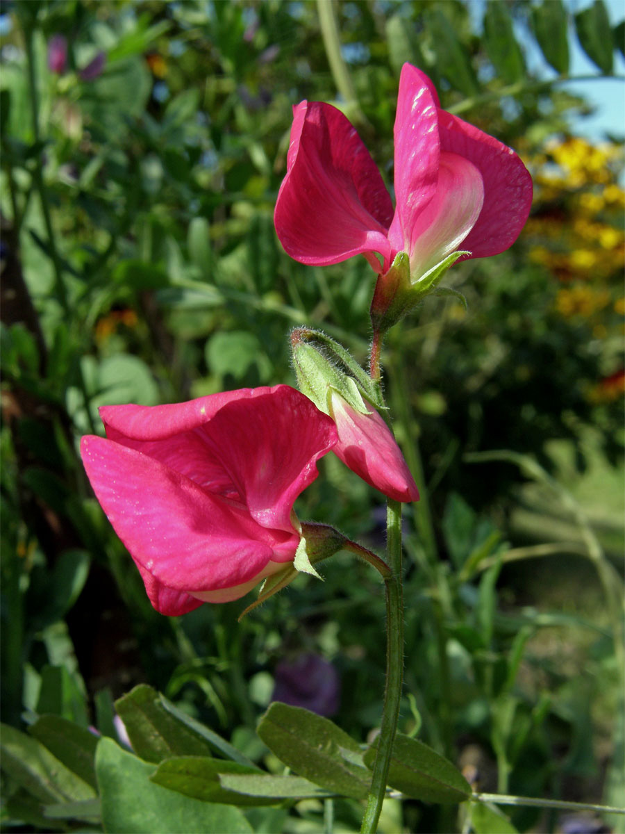 Hrachor vonný (Lathyrus odoratus L.)