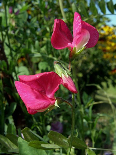 Hrachor vonný (Lathyrus odoratus L.)