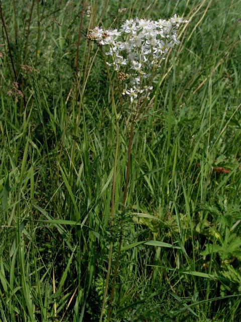 Tužebník obecný (Filipendula vulgaris Moench)