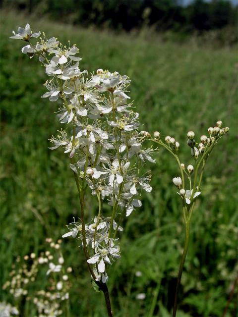 Tužebník obecný (Filipendula vulgaris Moench)