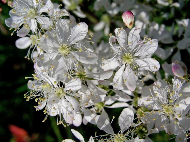 Tužebník obecný (Filipendula vulgaris Moench)