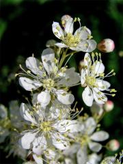 Tužebník obecný (Filipendula vulgaris Moench)