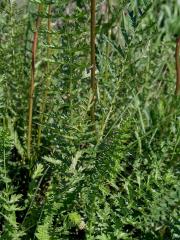 Tužebník obecný (Filipendula vulgaris Moench)