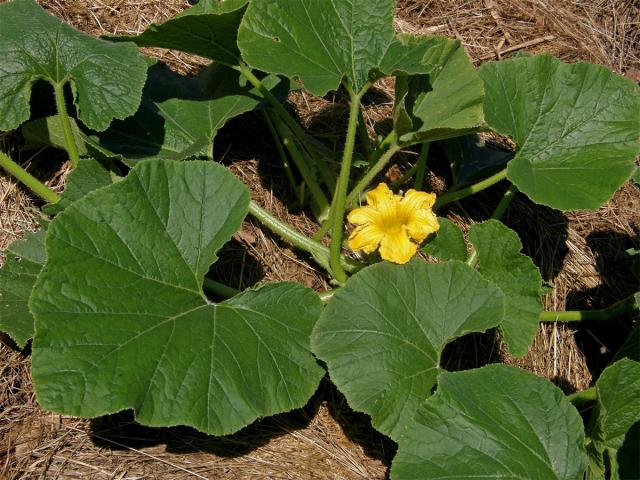 Tykev obrovská (Cucurbita maxima Duchesne)