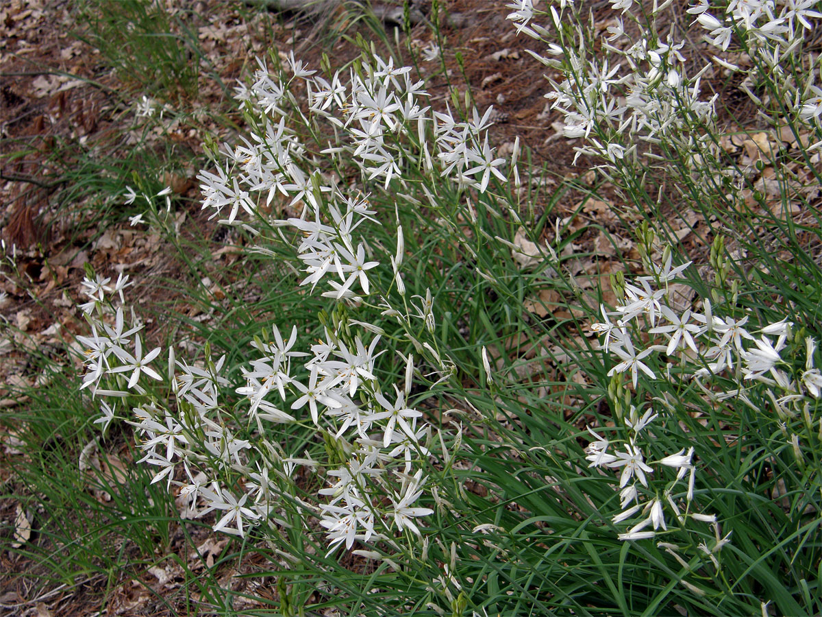 Bělozářka liliová (Anthericum liliago L.)