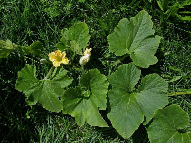 Tykev obrovská (Cucurbita maxima Duchesne)