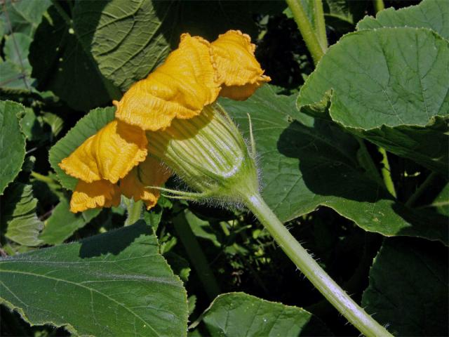 Tykev obrovská (Cucurbita maxima Duchesne)