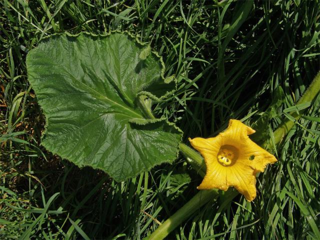 Tykev obrovská (Cucurbita maxima Duchesne)