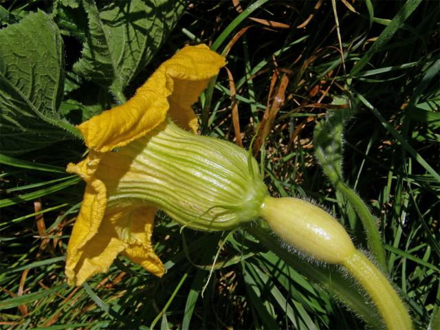 Tykev obrovská (Cucurbita maxima Duchesne)