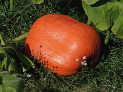 Tykev obrovská (Cucurbita maxima Duchesne)