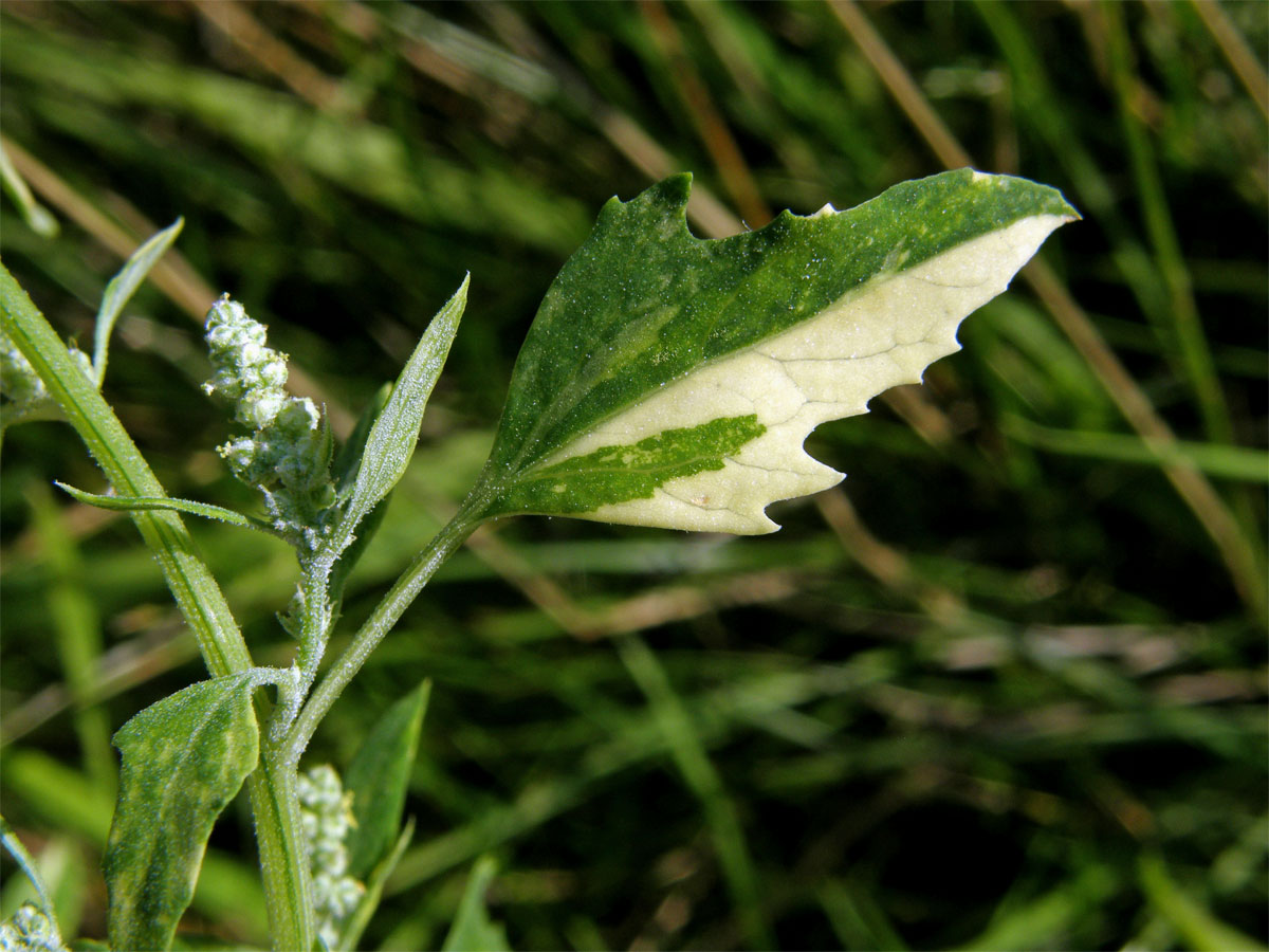 Merlík bílý (Chenopodium album L.) panašovaný