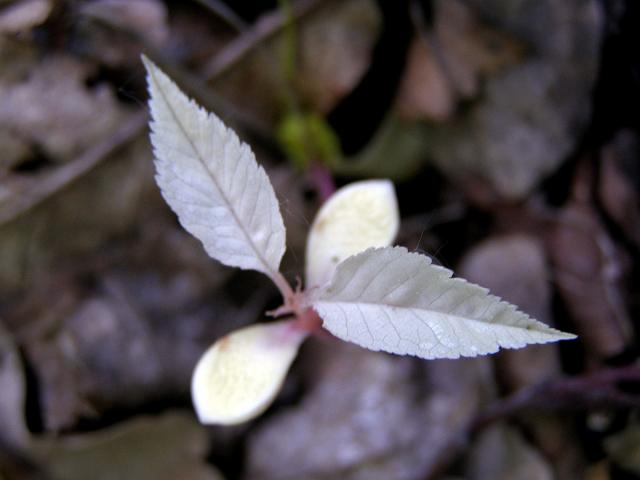 Třešeň ptačí (Prunus avium (L.) L.) - albín