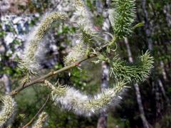 Vrba jíva (Salix caprea L.)