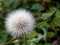 Mléč zelinný (Sonchus oleraceus L.)