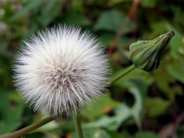 Mléč zelinný (Sonchus oleraceus L.)