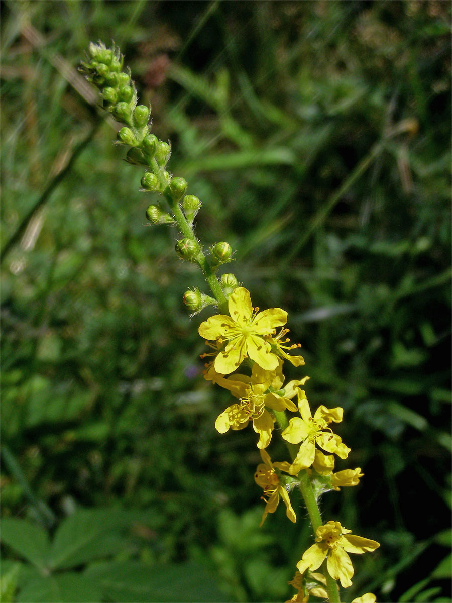 Řepík lékařský (Agrimonia eupatoria L.)