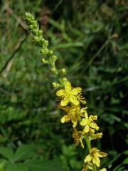 Řepík lékařský (Agrimonia eupatoria L.)