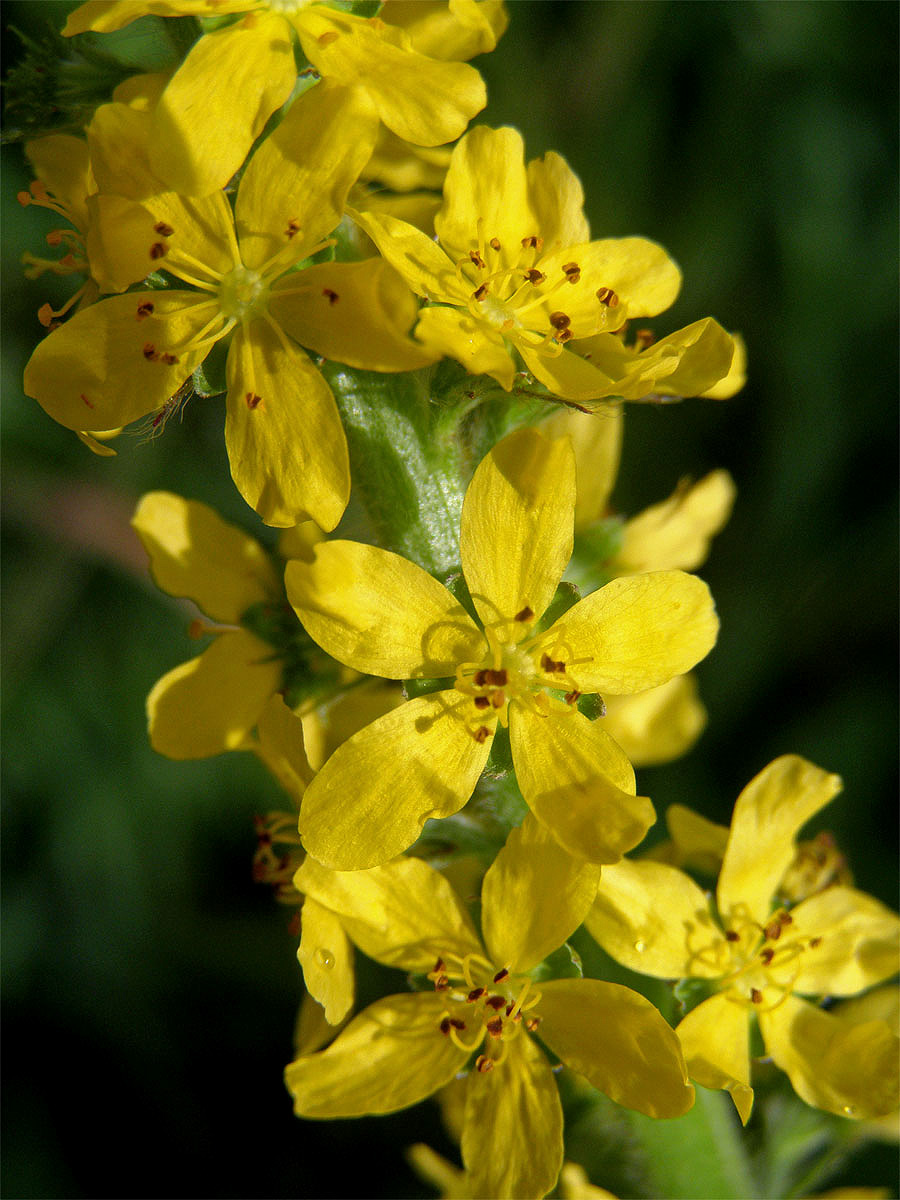 Řepík lékařský (Agrimonia eupatoria L.)