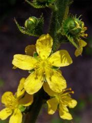 Řepík lékařský (Agrimonia eupatoria L.)