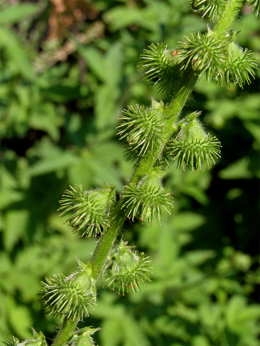 Řepík lékařský (Agrimonia eupatoria L.)