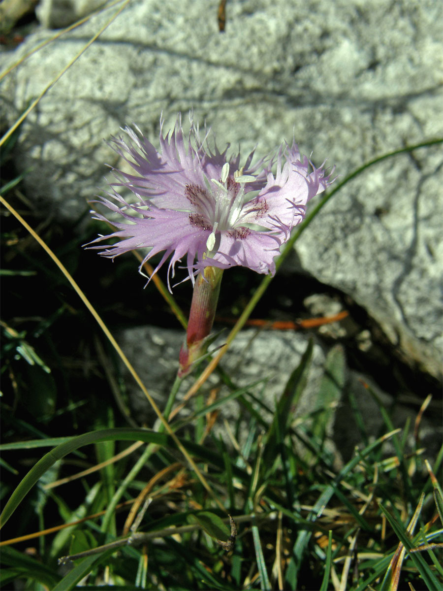 Hvozdník Sternbergův (Dianthus sternbergii Sieber ex Capelli)