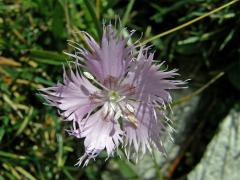 Hvozdník Sternbergův (Dianthus sternbergii Sieber ex Capelli)