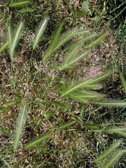 Ječmen myší (Hordeum murinum L.)