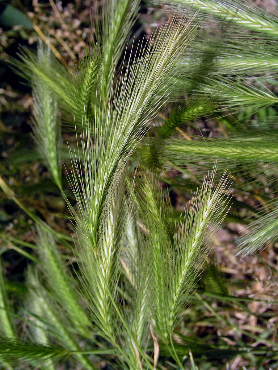 Ječmen myší (Hordeum murinum L.)