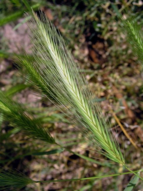 Ječmen myší (Hordeum murinum L.)