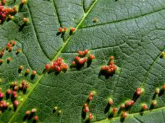 Hálky vlnovníka velkozobého (Aceria macrorhyncha); javor klen