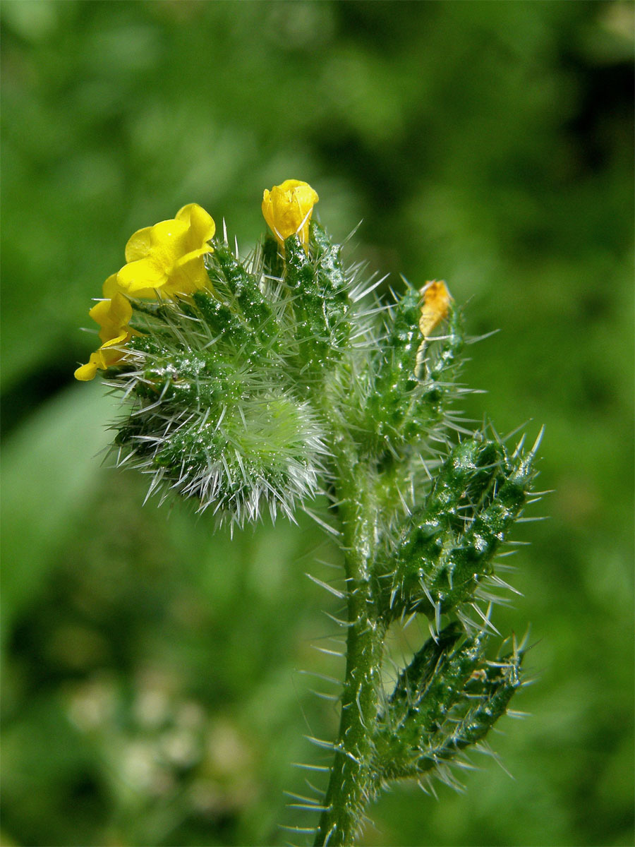 Amsinckia micrantha Suksd.