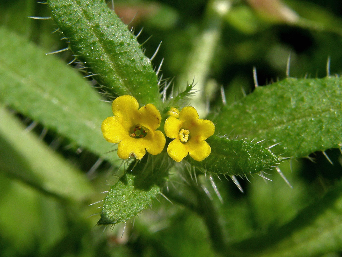 Amsinckia micrantha Suksd.