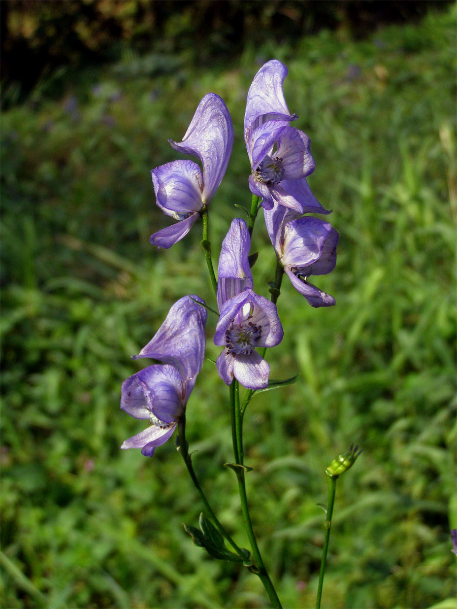 Oměj pestrý (Aconitum variegatum L.)