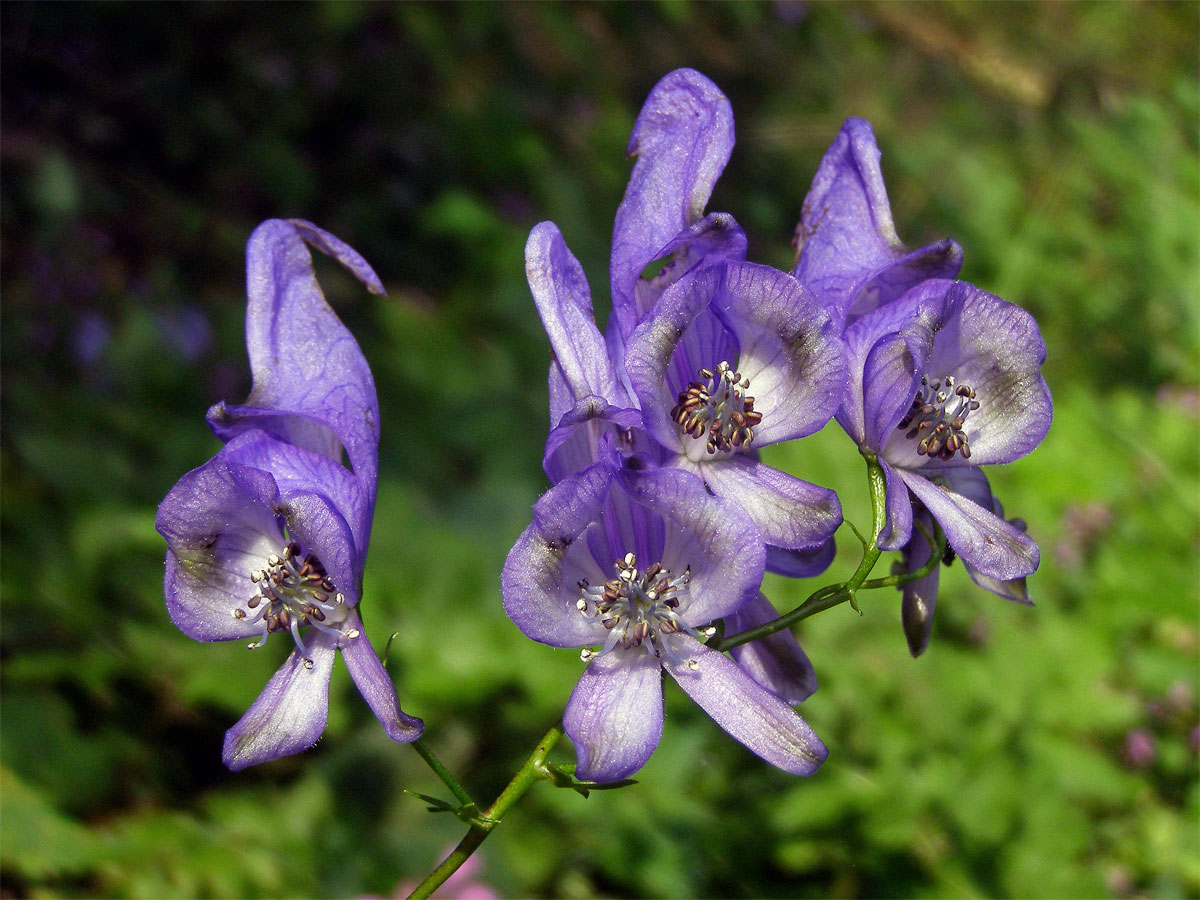 Oměj pestrý (Aconitum variegatum L.)