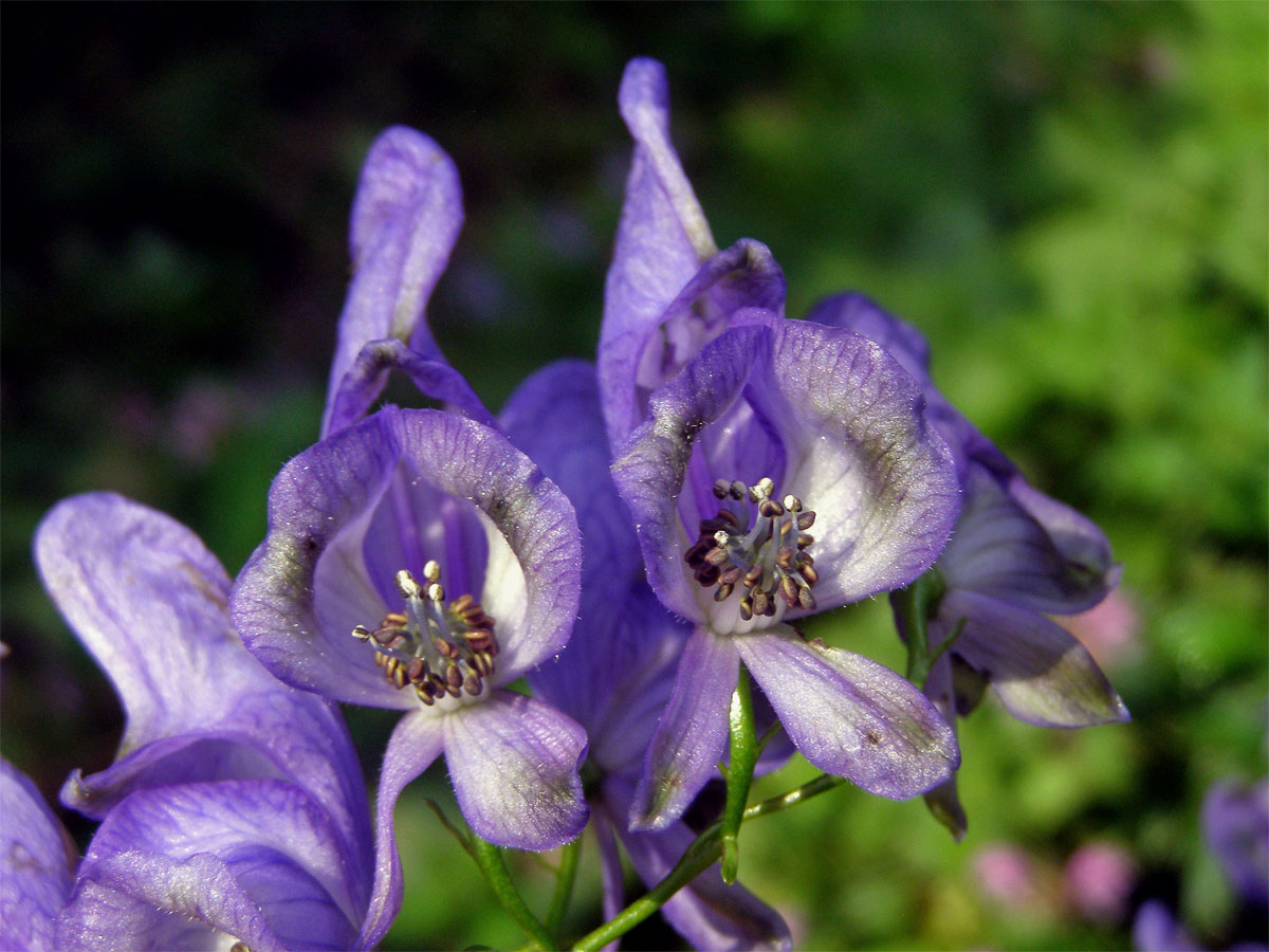 Oměj pestrý (Aconitum variegatum L.)