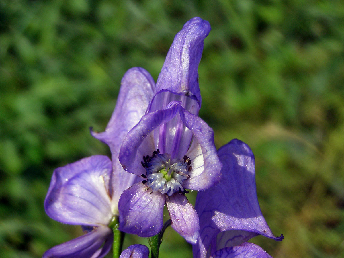 Oměj pestrý (Aconitum variegatum L.)