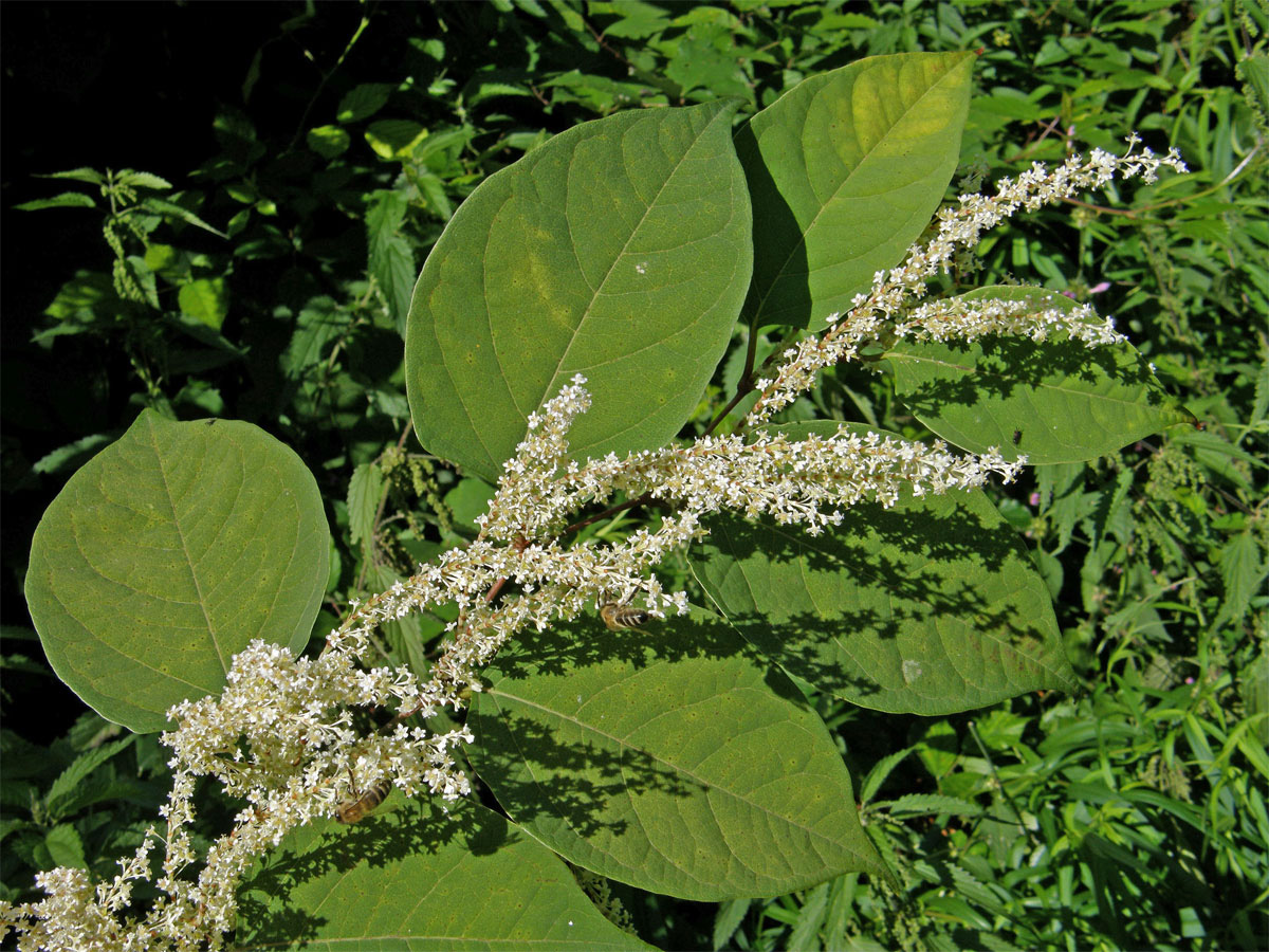 Křídlatka japonská (Reynoutria japonica Houtt.)