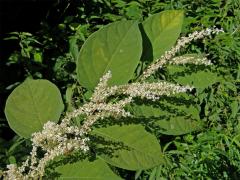 Křídlatka japonská (Reynoutria japonica Houtt.) 