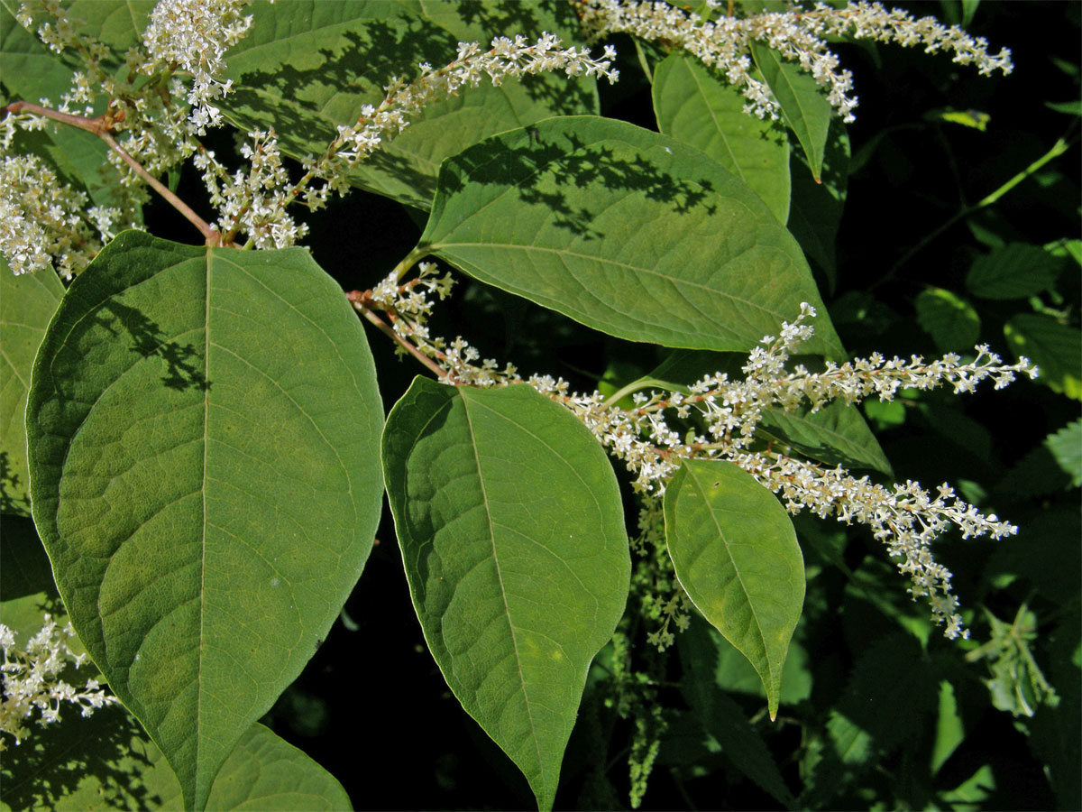 Křídlatka japonská (Reynoutria japonica Houtt.)