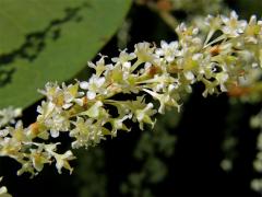 Křídlatka japonská (Reynoutria japonica Houtt.)