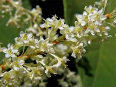 Křídlatka japonská (Reynoutria japonica Houtt.)