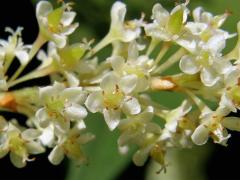 Křídlatka japonská (Reynoutria japonica Houtt.)