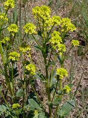 Barborka obecná (Barbarea vulgaris R. Br.)