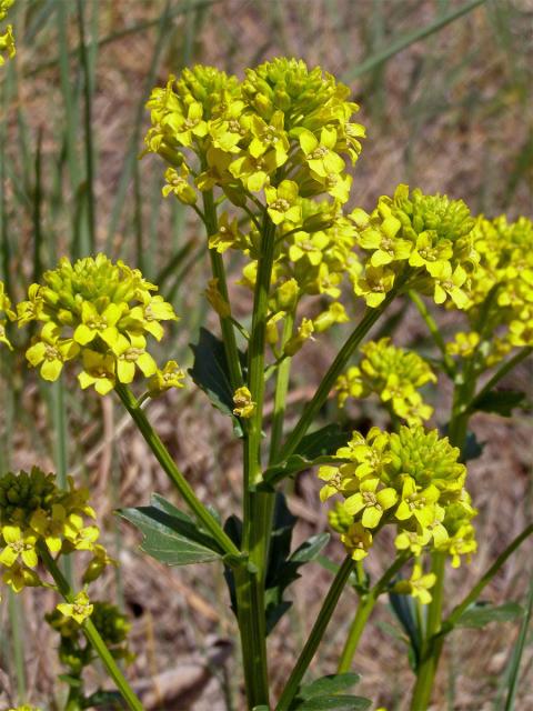 Barborka obecná (Barbarea vulgaris R. Br.)