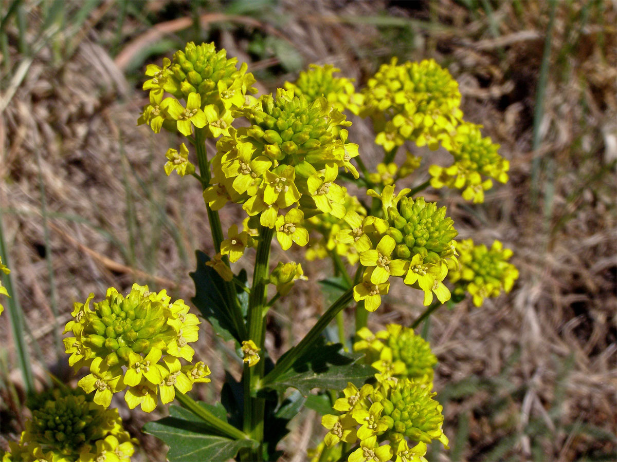 Barborka obecná (Barbarea vulgaris R. Br.)