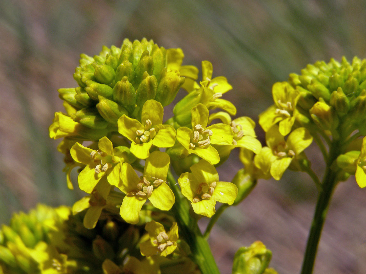 Barborka obecná (Barbarea vulgaris R. Br.)